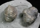 Pair Of Fossil Brachiopods (Platystrophia) - Indiana #26000-3